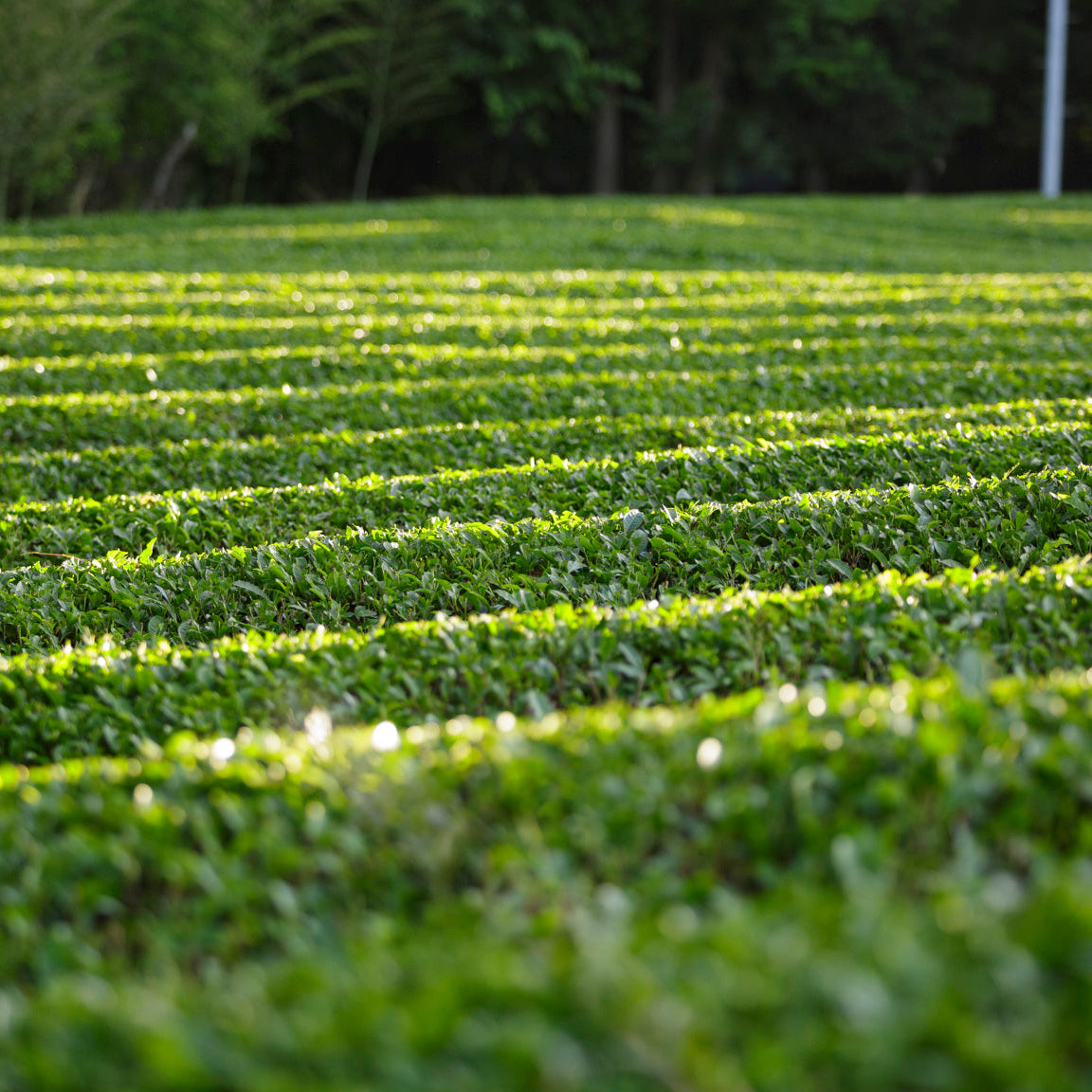 100% Biologische Matcha uit Japan